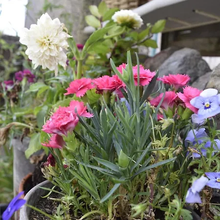 Cosy Self-contained Flat In Daire Bristol